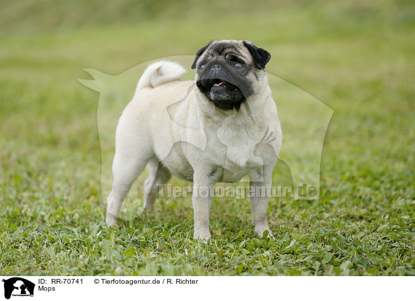 Mops / pug / RR-70741