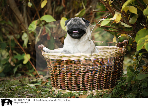 Mops Portrait / pug portrait / RR-70753