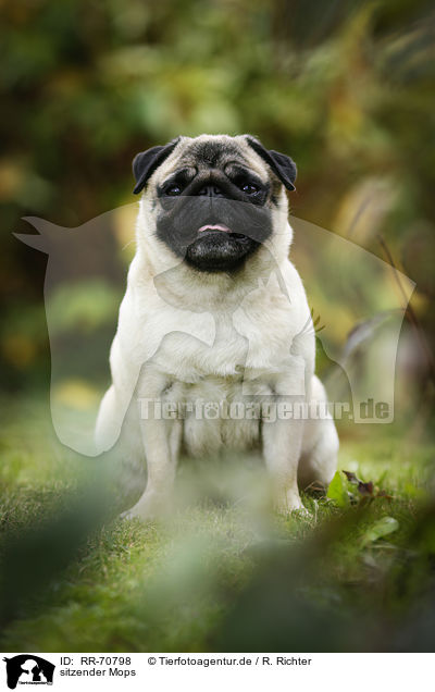 sitzender Mops / sitting pug / RR-70798