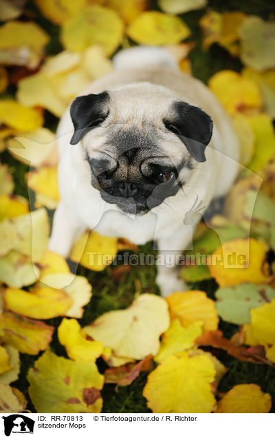 sitzender Mops / sitting pug / RR-70813