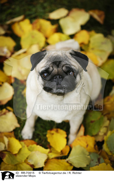 sitzender Mops / sitting pug / RR-70815