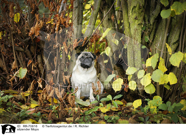 sitzender Mops / sitting pug / RR-70816