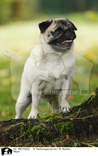 Mops / pug / RR-70823
