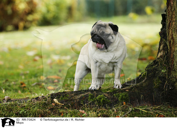 Mops / pug / RR-70824