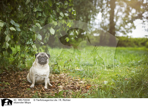 sitzender Mops / sitting pug / RR-70836
