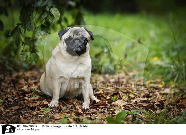 sitzender Mops / sitting pug / RR-70837