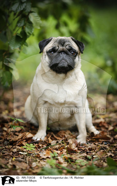 sitzender Mops / sitting pug / RR-70838