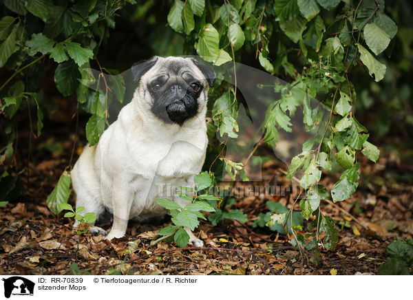 sitzender Mops / sitting pug / RR-70839
