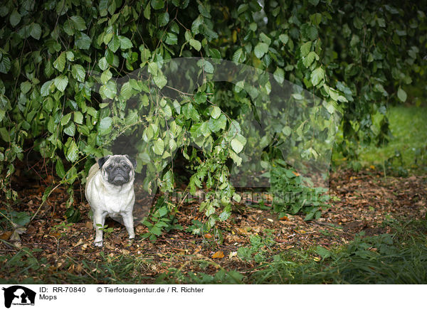 Mops / pug / RR-70840