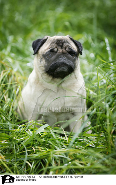 sitzender Mops / sitting pug / RR-70842