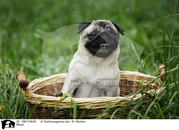 Mops / pug / RR-70845