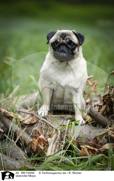 sitzender Mops / sitting pug / RR-70856