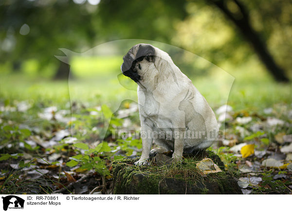 sitzender Mops / sitting pug / RR-70861