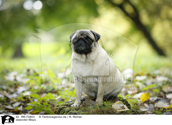 sitzender Mops / sitting pug / RR-70863