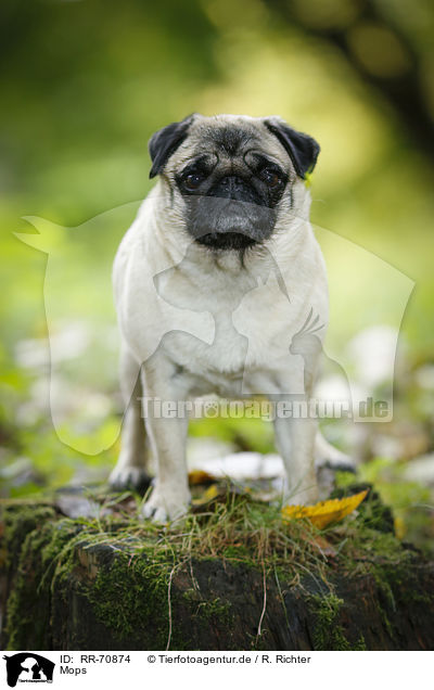 Mops / pug / RR-70874