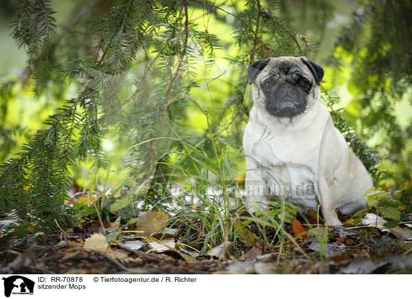 sitzender Mops / sitting pug / RR-70878