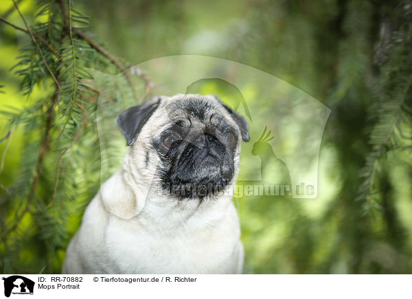 Mops Portrait / pug portrait / RR-70882