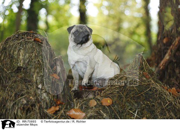 sitzender Mops / sitting pug / RR-70893