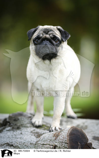 Mops / pug / RR-70894