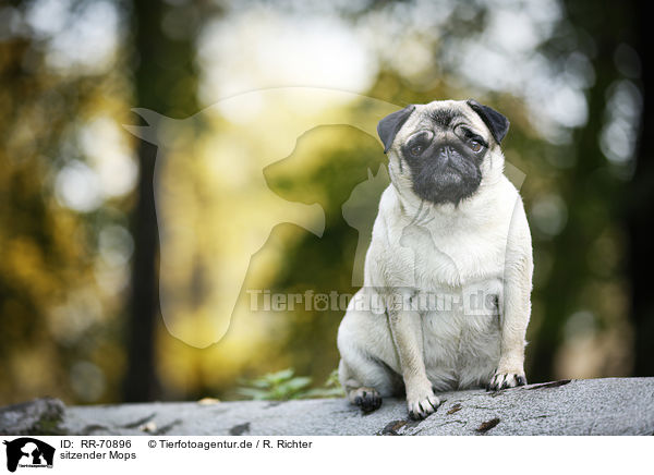 sitzender Mops / sitting pug / RR-70896