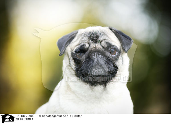 Mops Portrait / pug portrait / RR-70900