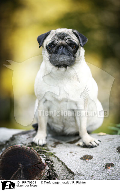 sitzender Mops / sitting pug / RR-70901