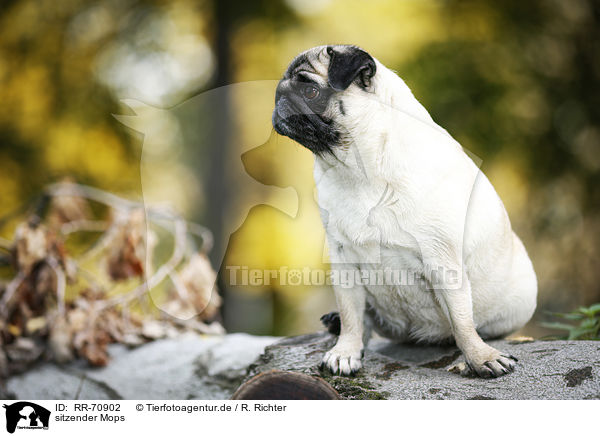 sitzender Mops / sitting pug / RR-70902