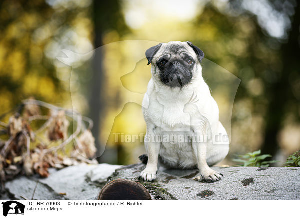 sitzender Mops / sitting pug / RR-70903
