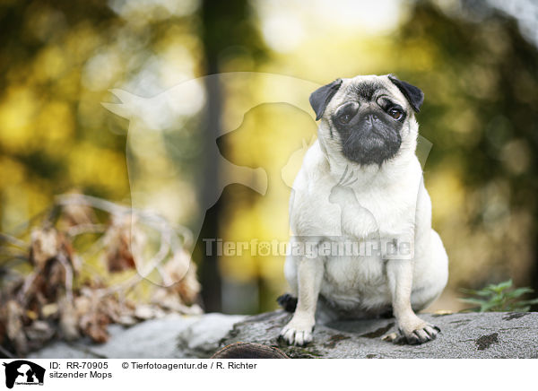 sitzender Mops / sitting pug / RR-70905