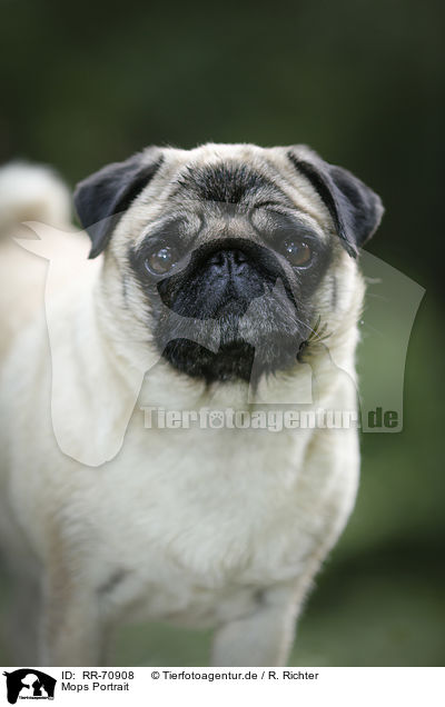 Mops Portrait / pug portrait / RR-70908