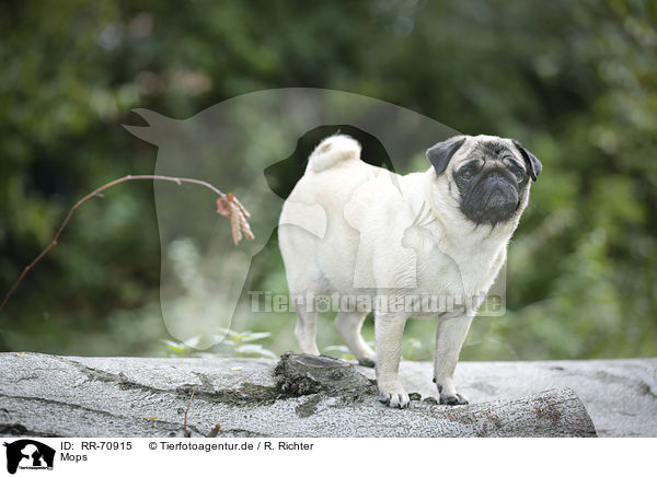 Mops / pug / RR-70915