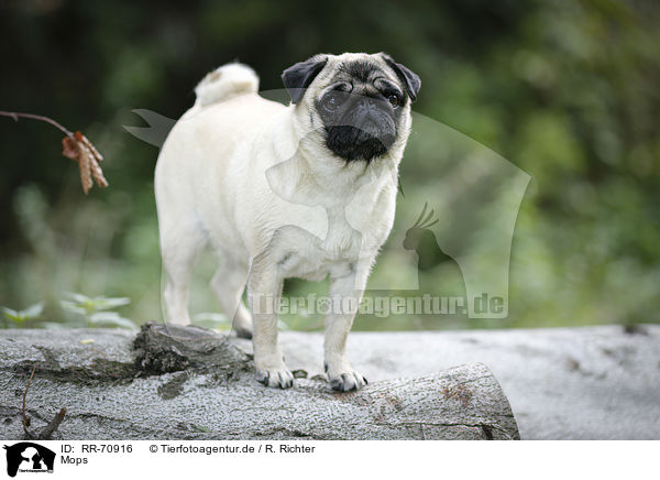 Mops / pug / RR-70916