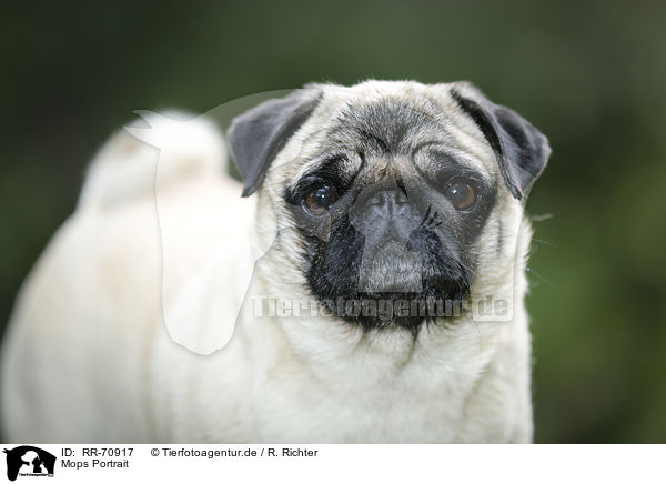Mops Portrait / pug portrait / RR-70917