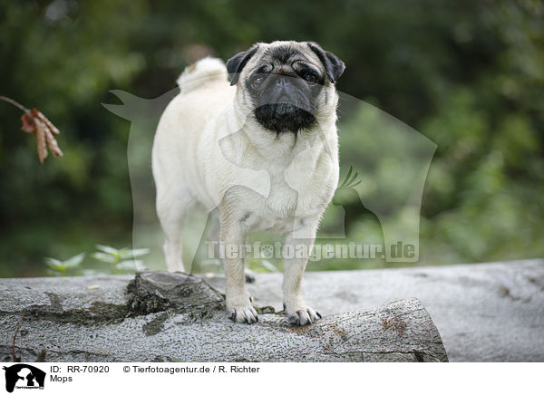 Mops / pug / RR-70920