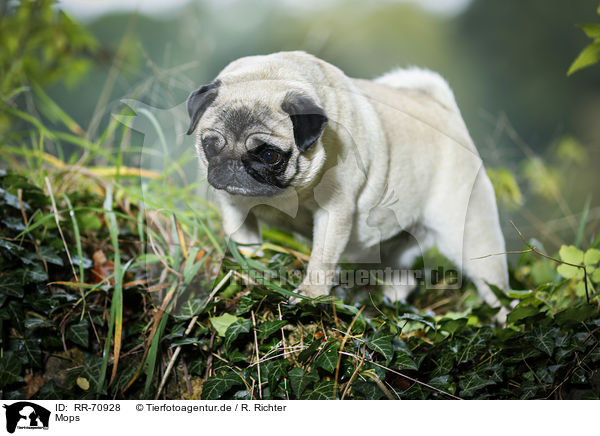 Mops / pug / RR-70928