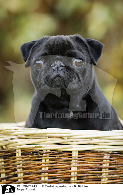 Mops Portrait / pug portrait / RR-70949
