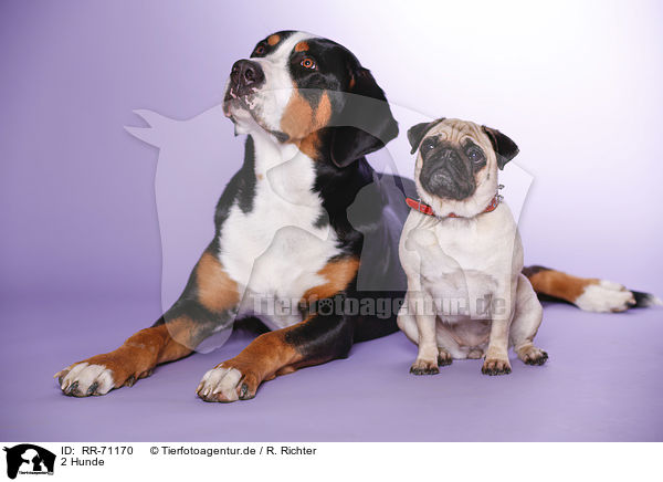 2 Hunde / 2 dogs / RR-71170