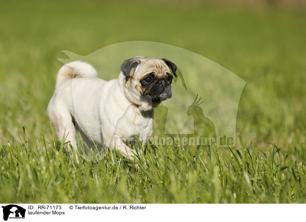 laufender Mops / walking pug / RR-71173