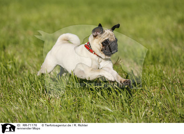 rennender Mops / running pug / RR-71176