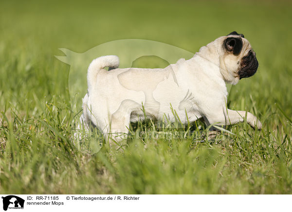rennender Mops / running pug / RR-71185