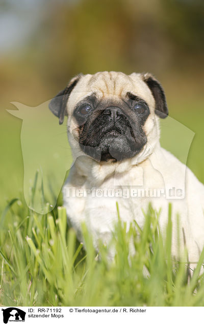 sitzender Mops / sitting pug / RR-71192
