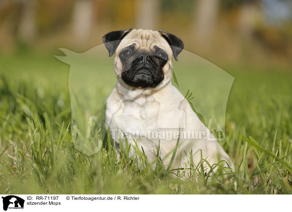 sitzender Mops / sitting pug / RR-71197