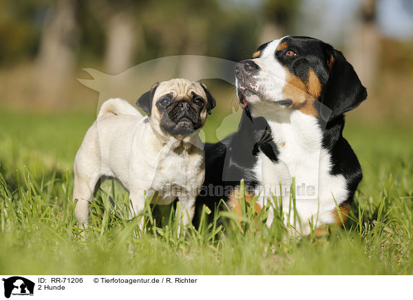 2 Hunde / 2 dogs / RR-71206