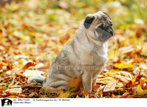 sitzender Mops / sitting pug / RR-71435