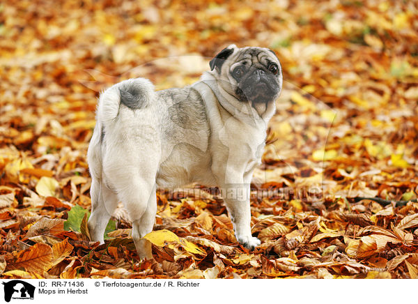 Mops im Herbst / pug in autumn / RR-71436