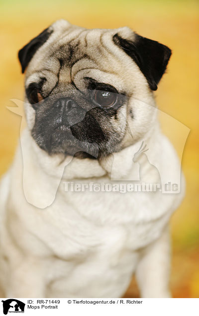 Mops Portrait / pug portrait / RR-71449