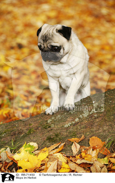 Mops im Herbst / pug in autumn / RR-71450
