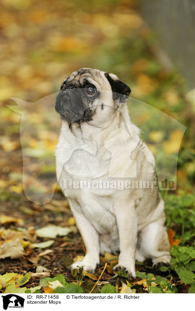 sitzender Mops / sitting pug / RR-71458