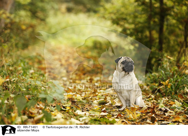 sitzender Mops / sitting pug / RR-71461