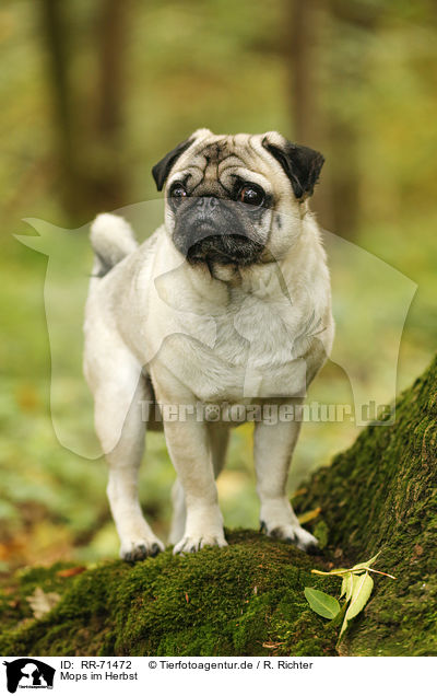 Mops im Herbst / pug in autumn / RR-71472